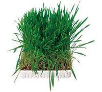 Bac D'Herbe Aux Petits Animaux, Bol/Env. 100 G - Mon Animalerie G