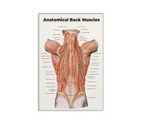Back Muscles Anatomy Chart - Artistic Canvas Wall Art Print, Detailed Muscular System Poster for Physical Therapy, Study, or Office Decor(Framed,08x12inch(20x30cm))