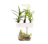 Back to the Roots Indoor Hydroponic Garden - 3 Gallon Self Watering, Mess-Free Planter for Herbs, Microgreens, Bamboo, Succulents, and Houseplants, Green