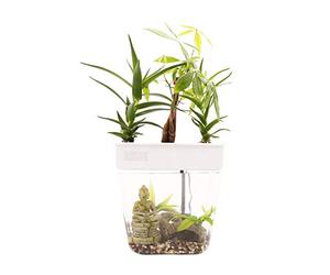 Back to the Roots Indoor Hydroponic Garden - 3 Gallon Self Watering, Mess-Free Planter for Herbs, Microgreens, Bamboo, Succulents, and Houseplants, Green