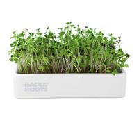 Back to the Roots Kit de Culture de microgreens Bio avec Pot en céramique Vert