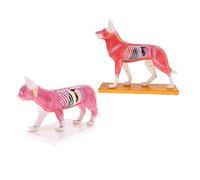 Backbayia 2pcs 1: 1 Chien + Chat Modèle de Acupuncture Fournitures de Laboratoire
