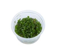 Bacopa caroliniana - in-vitro - Plantes d'aquarium