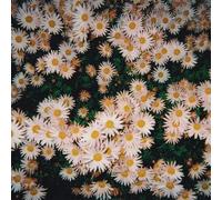 Bad Bad Hats - Bad Bad Hats [Vinyl Lp] Colored Vinyl, Pink