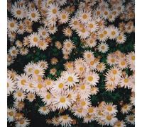 Bad Bad Hats - Bad Hats [Import]