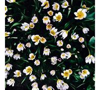 Bad Tones,the - Is It Good Enough ? (Digisleeve)