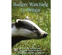 Badger Watching In Britain G