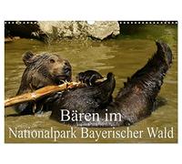 Bären im Nationalpark Bayerischer Wald (Wandkalender 2026 DIN A3 quer), CALVENDO Monatskalender: Die Geschwister Luna und Benni