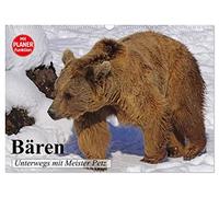 Bären. Unterwegs mit Meister Petz (Wandkalender 2026 DIN A3 quer), CALVENDO Monatskalender: Auf leisen Sohlen in Richtung Honig!