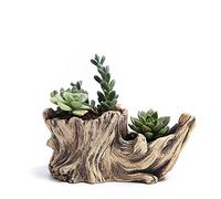 Bafnsiji Moignon de Bois flotté, Pot de Plantes succulentes créatives, jardinière en Ciment, jardinière en Bois flotté, jardinière en Bois flotté (Plantes Non comprises),I