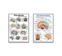 Baibexing Affiche Murale D'Anatomie Du Cerveau Humain, Biologie Humaine, Anatomie Humaine, Décoration D'Affiche D'Anatomie Clinique, Cadeau Pour Étudiants En Médecine 40X60Cmx2Pcs Sans Cadre