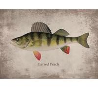 Baibexing Affiche Vintage Sur Toile Représentant Des Poissons, Des Lacs ... 21X30Cm Sans Cadre