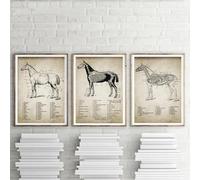 Baibexing Affiches Et Impressions Vintage D'Anatomie Du Cheval, Peinture Sur Toile, Illustration D'Anatomie Du Cheval, Art Mural Équestre, Photos, Décoration De Chambre 21X30Cmx3Pcs Sans Cadre