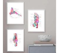 Baibexing Anatomia Delle Ossa Del Piede Vintage, Opera D'Arte Medica, Poster Di Podologia, Poster Del Sistema Muscolare, Stampa Su Tela, Pittura Sul Corpo, Istruzione 40X60Cmx3Pcs Sans Cadre