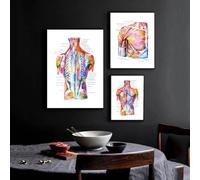 Baibexing Poster Di Anatomia Dei Muscoli Del Torso, Stampa Ad Acquerello, Arte Medica, Struttura Della Schiena, Anatomia, Dipinto Su Tela, Decorazione Murale Scientifica 40X60Cmx3Pcs Sans Cadre