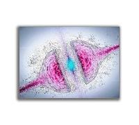 Baibexing Synapse Récepteur Cerveau Cellule Nerveuse Science Art Anatomie Affiche Aquarelle Impression Neuroscience Toile Neurologie Biologie Médicale Toile Peinture 30X40Cm Sans Cadre