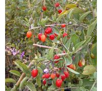 Baie de goji barbarum - pot de 0.5l