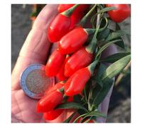 Baie de goji princess tao® 'fpw03' - pot de 3l