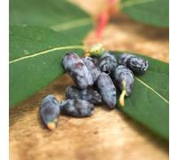 Baie de mai edulis, camérisiers, chèvrefeuille comestible, lonicera kamtschatica