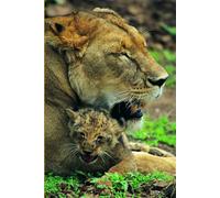 B'ajlom ii Nkotz'i'j Publications' Hausa Phrasebook: Ideal for Traveling to Nigeria, Niger, Ghana, Cameroon, Chad, Benin, Togo, and Sudan