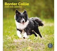 Baker and Bray Border Collie Calendar 2025, Large Square Wall Calendar With Organisational Stickers, 16 Month, Border Collie Gift Dog Calendar