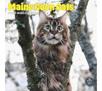 Baker and Bray Calendrier 2026 Maine Coon Cats - Grand calendrier mural carré - 16 mois - Cadeau pour chat Maine Coon