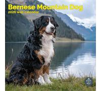 Baker and Bray Calendrier bouvier bernois 2025 avec autocollants d'organisation, grand calendrier mural carré, 16 mois, cadeau chien de montagne bernois