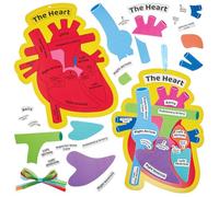 Baker Ross FN458 Kits sur la biologie du cœur humain - Lot de 4, STEM, science, santé et aides à l'apprentissage pour les enfants et les écoles