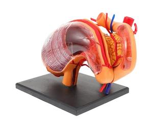 Balacoo Modèle Éducatif de L'Estomac Humain en 4D, Maquette Anatomique en Plastique, Matériel de Démonstration pour Cours d'Anatomie et Formation Médicale