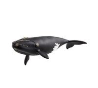 Baleine de l'Atlantique (bundle)