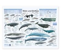 Baleines et dauphins (allemand) Poster de Planet Poster Editions 40 x 30 cm Bleu Tableaux Décoration murale