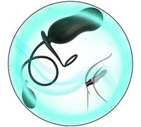 Balle De SièGe Gonflable Noire En Forme D'Arachide Avec Surface IrréGulièRe, Outil D'Exercice Multifonctionnel Avec Cadeaux D'Anneau D'Exercice Pour Les Couples- Q