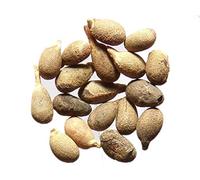 Balsa - Ochroma Pyramidale - SEM15