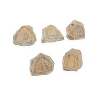 Baluue Fossiles De Trilobites Naturels 5 Pièces - Spécimens Éducatifs D’arthropodes Anciens, Décoration De Bureau Et Collection Paléontologique, Formes Aléatoires Authentiques