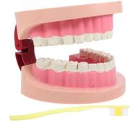 Baluue Modèle Réaliste de Dents pour Enseignement Éducatif Science pour Garçon Fille Outil Portable pour Expériences Scolaires et Apprentissage Oral