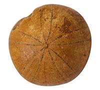 Baluue Spécimen Fossile d'Échinoderme de Mer Simulation Ornement de Bureau Éducatif Science pour Garçon Fille et Décoration