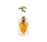 Balvi Vase pour Germination Acorn Couleur Brun Faites Pousser Un chêne à partir d’Un Gland Verre 12cm
