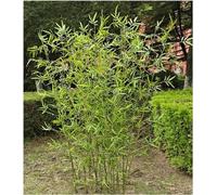 Bambou Artificiel Tiges de Bambou artificielles avec des Feuilles, 1 m 1,2 m 1,5 m 1,8 m 2 m Plantes de Faux bambous pour la décoration intérieure et extérieure de la Maison(10 Pack,2m/6.5ft Tall)