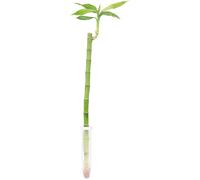 Bambou chanceux "Lucky Bamboo" en tube - Dracaena Sanderiana à tige droite - longueur env. 50 cm