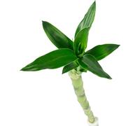 Bambou chanceux 'Lucky Bamboo' tige droite, en tube - plante d'intérieur facile d'entretien, Dracaena Sanderiana - hauteur env. 50 cm, pot-Ø 5 cm