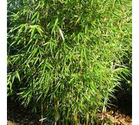 Bambou de haie - Fargesia robusta - 60- 80 cm en conteneur