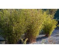 Bambou Fargesia: Fargesia Rufa / 6