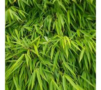 Bambou Fargesia Murieliae Simba 80/100cm - Plante En Pot - Hauteur 2 à 3 m - Exposition Soleil Doux à Mi-ombre Sol