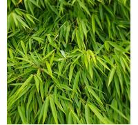 Bambou Fargesia murieliae Simba 80/100cm pot 10L