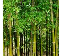 Bambou Fargesia Robusta Campbell 125/150cm - Plante En Pot - Floraison Très Rare Exposition - Hauteur 4 à 5 m - Exposition Soleil ou Mi-ombre Sol