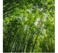 Bambou Fargesia robusta Formidable 60 cm Pot 2L