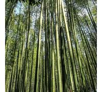 Bambou Fargesia Robusta Formidable 80/100cm - Plante En Pot - Floraison Très Rare Exposition - Hauteur 3 à 5 m - Exposition Soleil ou Mi-ombre Sol