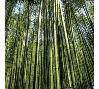 Bambou Fargesia robusta Formidable Pot 10L 80/100cm