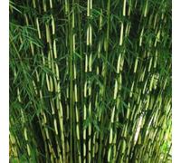 Bambou - fargesia robusta 'pingwu' - 60- 80 cm pot