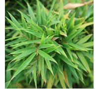Bambou Fargesia rufa 100/120cm